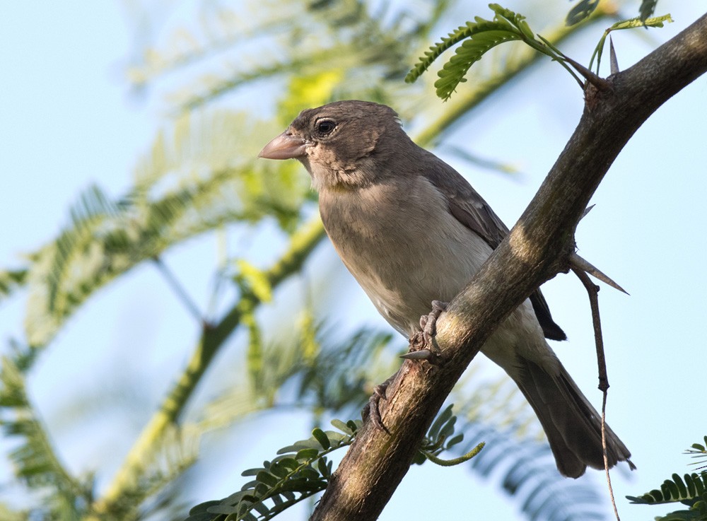 Yellow-spotted Bush Sparrow - Lars Petersson | My World of Bird Photography