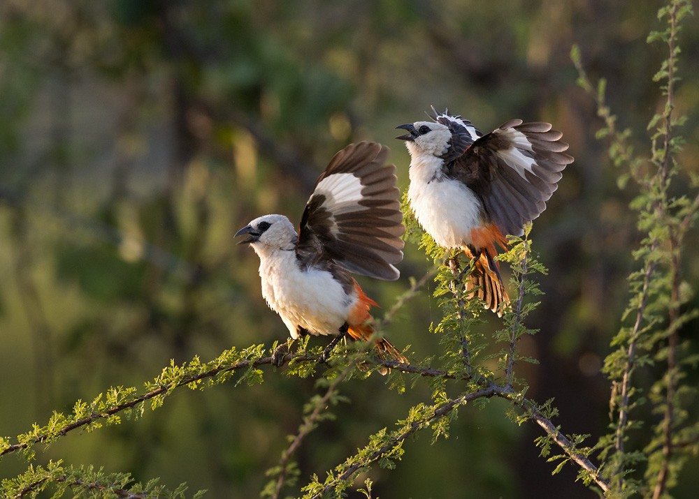 White-headed Buffalo-Weaver - ML205963201