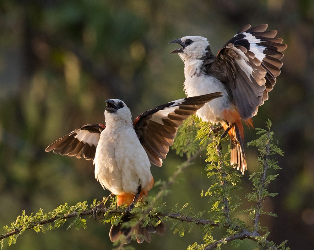 White-headed Buffalo-Weaver - ML205963211