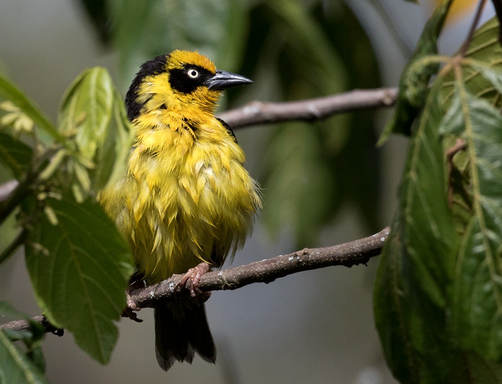 Baglafecht Weaver (Reichenow's) - Lars Petersson | My World of Bird Photography