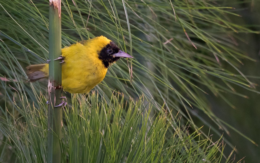 Slender-billed Weaver - ML205963261