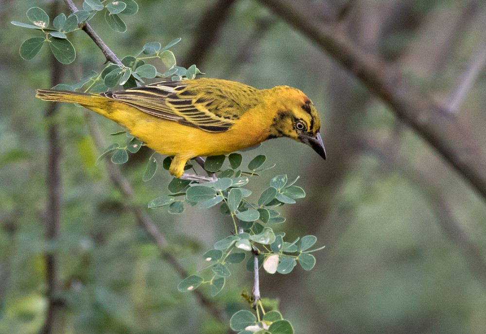 Lesser Masked-Weaver - ML205963341