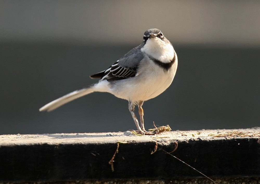 Mountain Wagtail - ML205963391