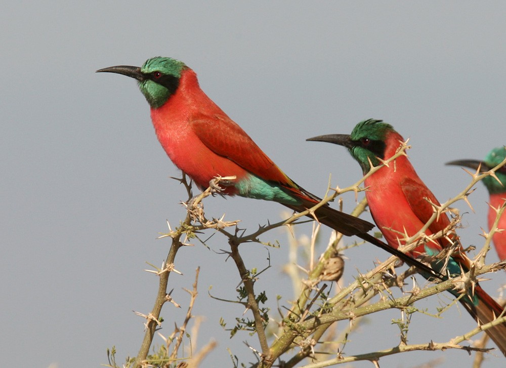 Northern Carmine Bee-eater - ML205963431