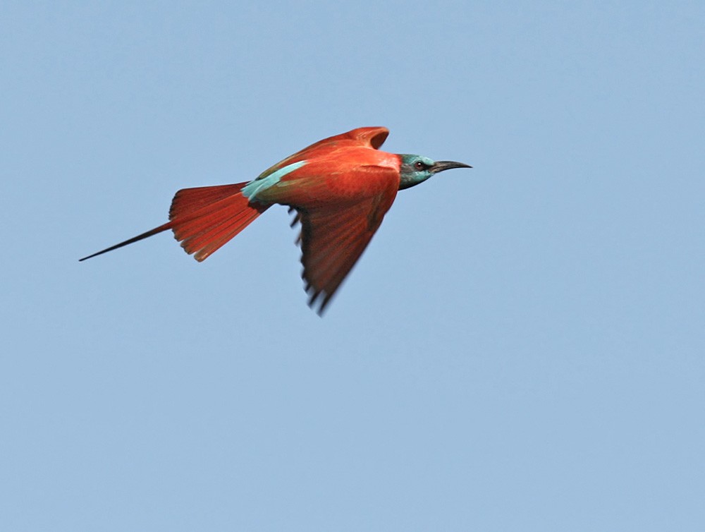 Northern Carmine Bee-eater - ML205963441