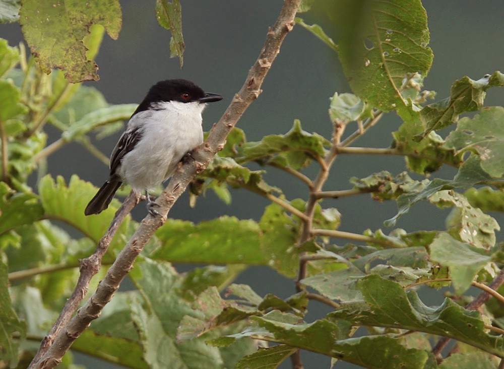 Northern Puffback - ML205963471