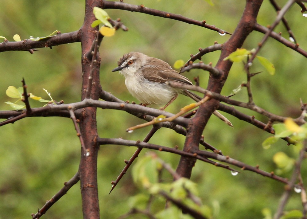 Pale Prinia - ML205963481