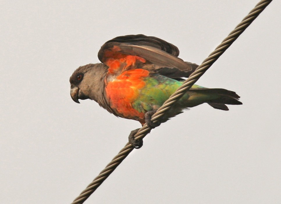 papoušek oranžovoprsý - ML205963561