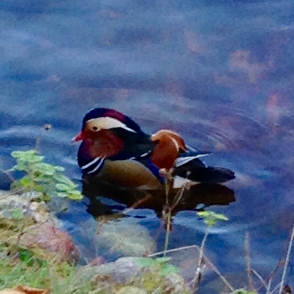 Mandarin Duck - ML20596361