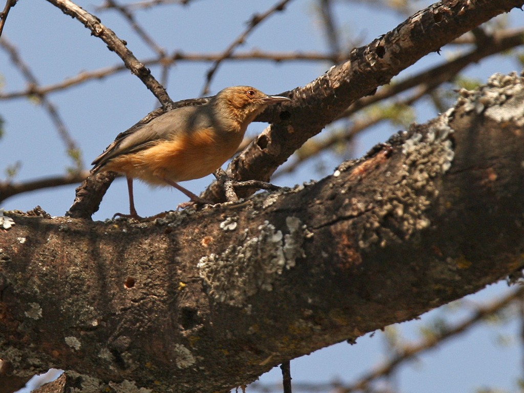 Red-faced Crombec - Lars Petersson | My World of Bird Photography