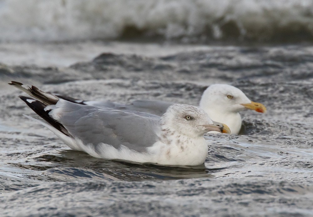 Gaviota Argéntea (europea) - ML205963701