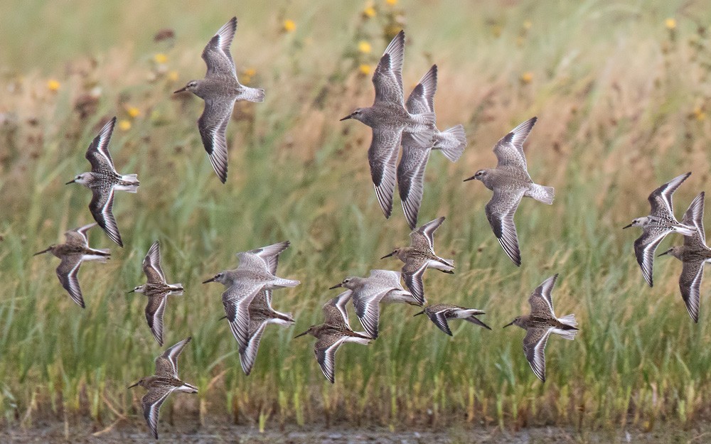 Red Knot - Lars Petersson | My World of Bird Photography