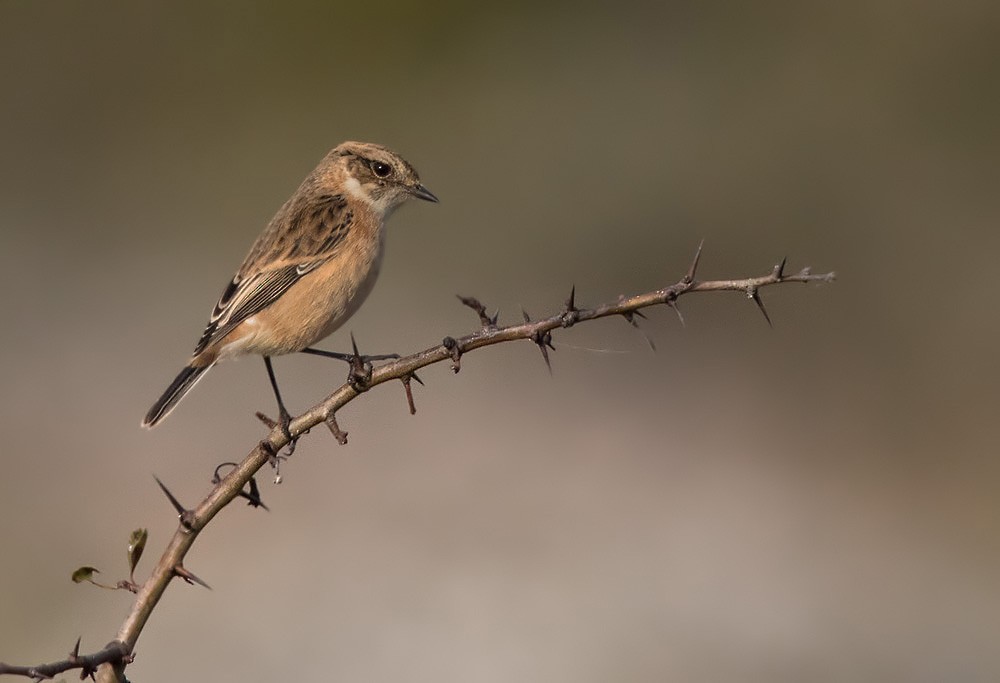 Amur Stonechat - ML205963791