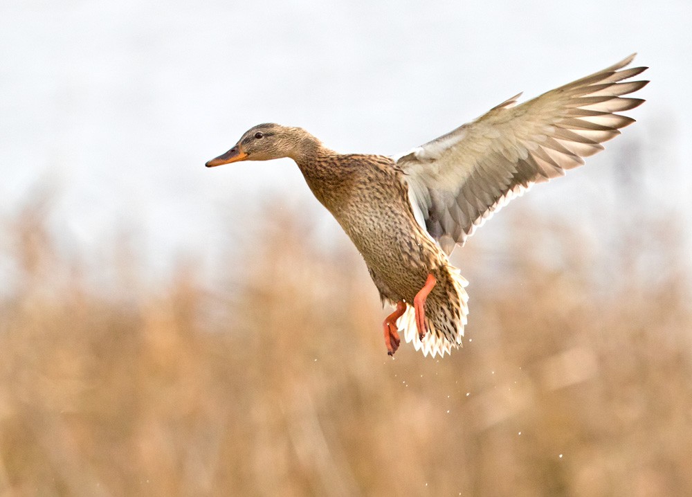 Canard colvert - ML205963821