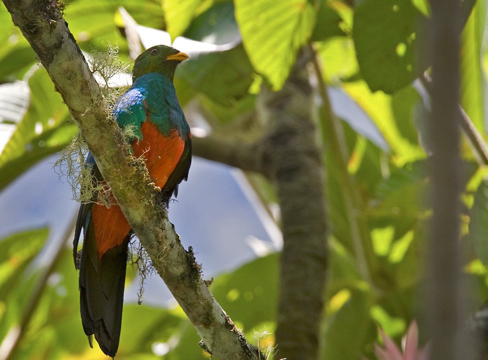 Golden-headed Quetzal - ML205964161