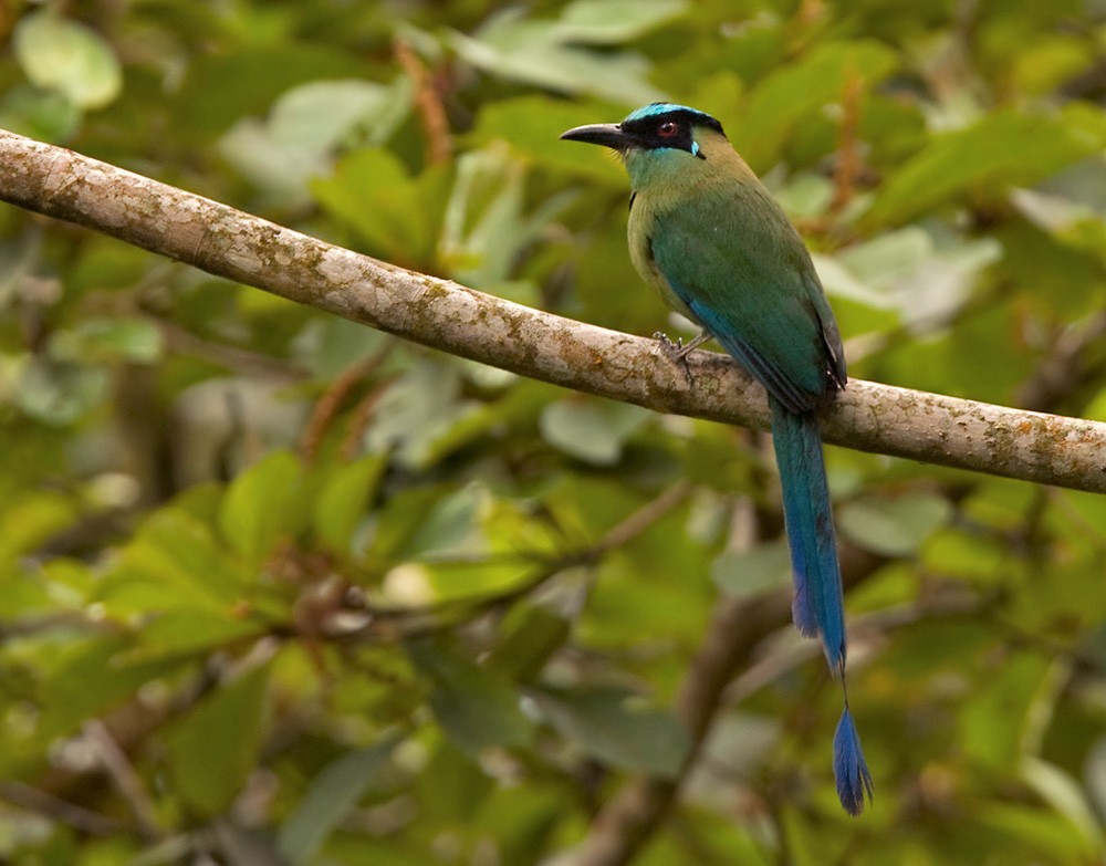 Andean Motmot - Lars Petersson | My World of Bird Photography