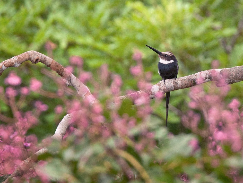 Paradise Jacamar - Lars Petersson | My World of Bird Photography