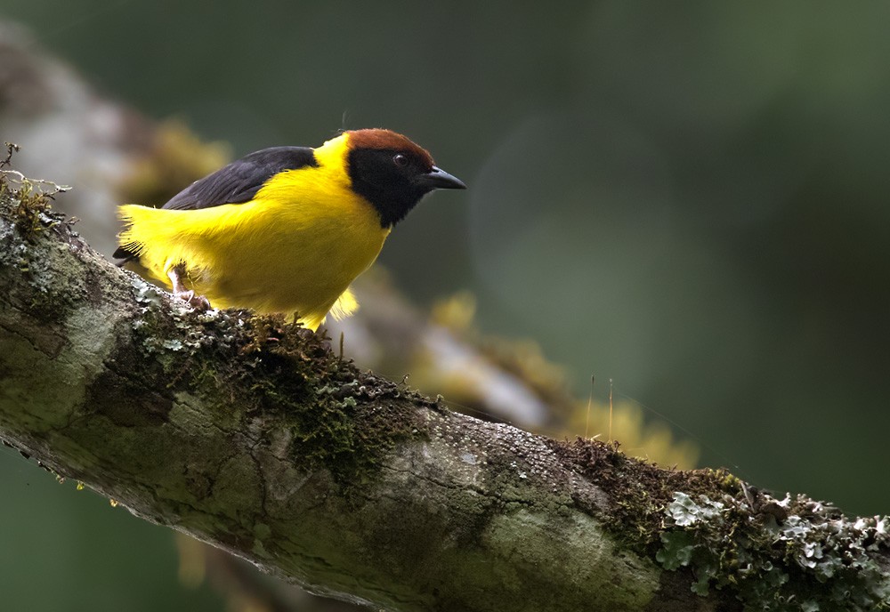 Brown-capped Weaver - ML205964361