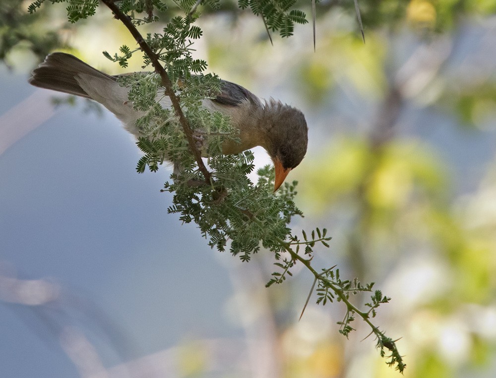 Red-headed Weaver (Northern) - ML205964391