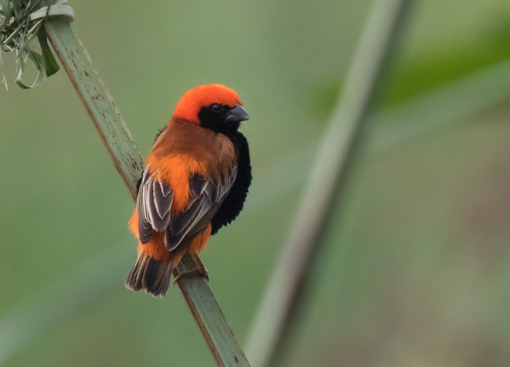 Zanzibar Red Bishop - ML205964431