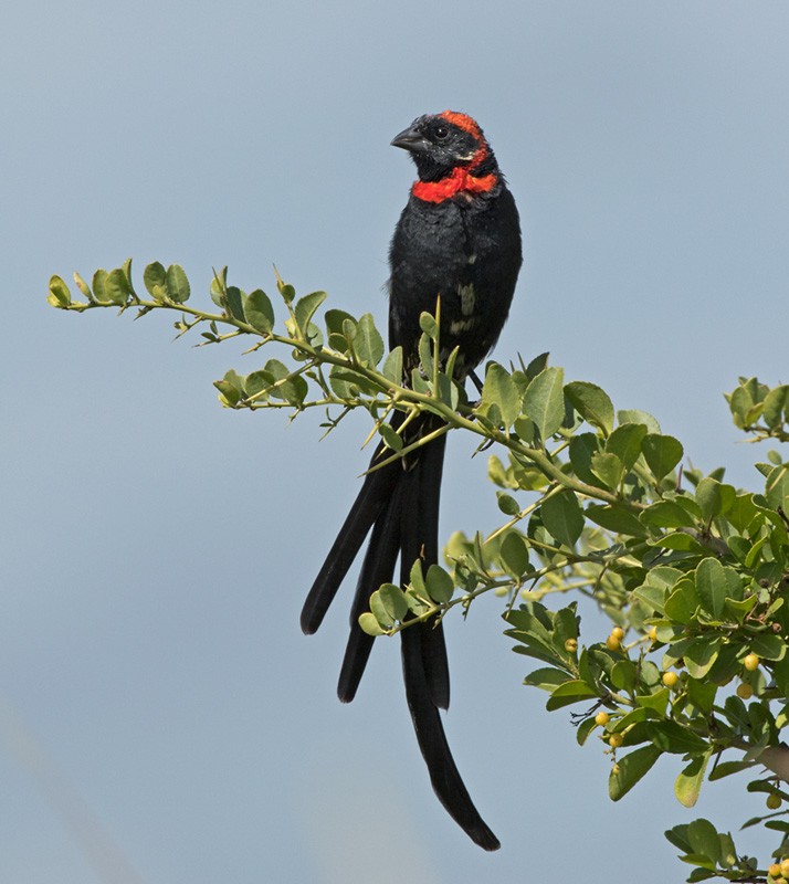 Obispo Acollarado (laticauda/suahelicus) - ML205964491