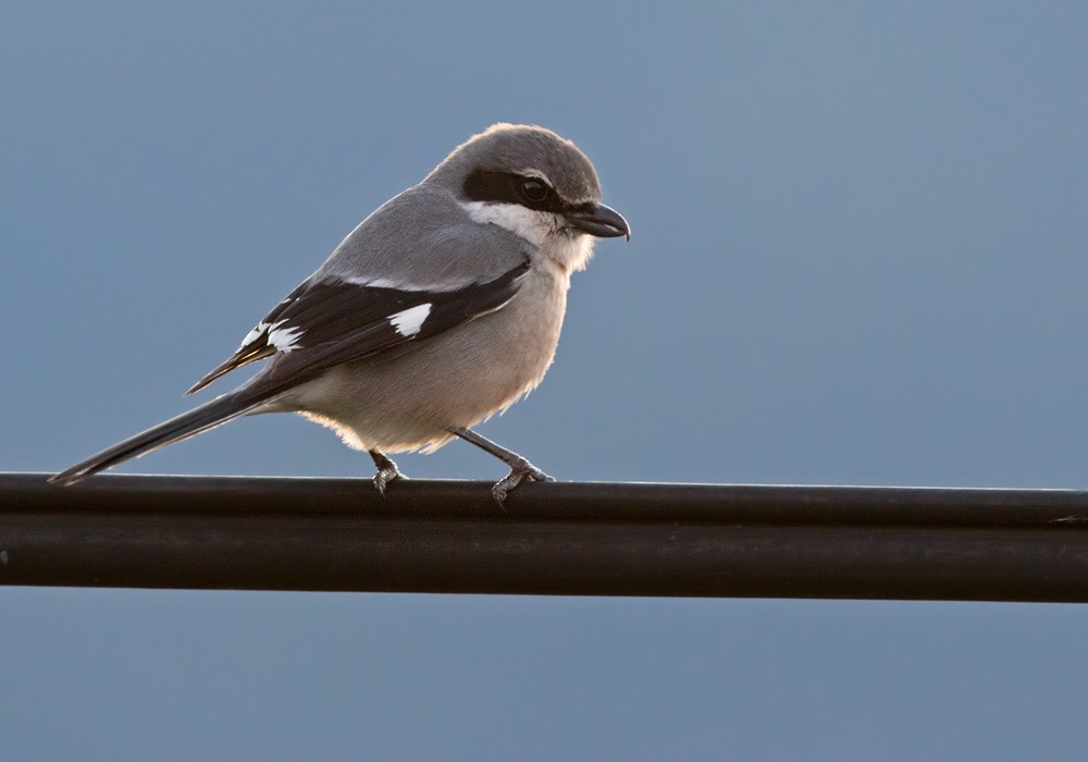 Iberian Gray Shrike - ML205964991