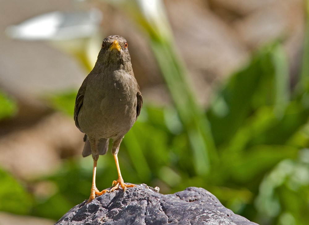 Chiguanco Thrush (chiguanco/conradi) - ML205965071