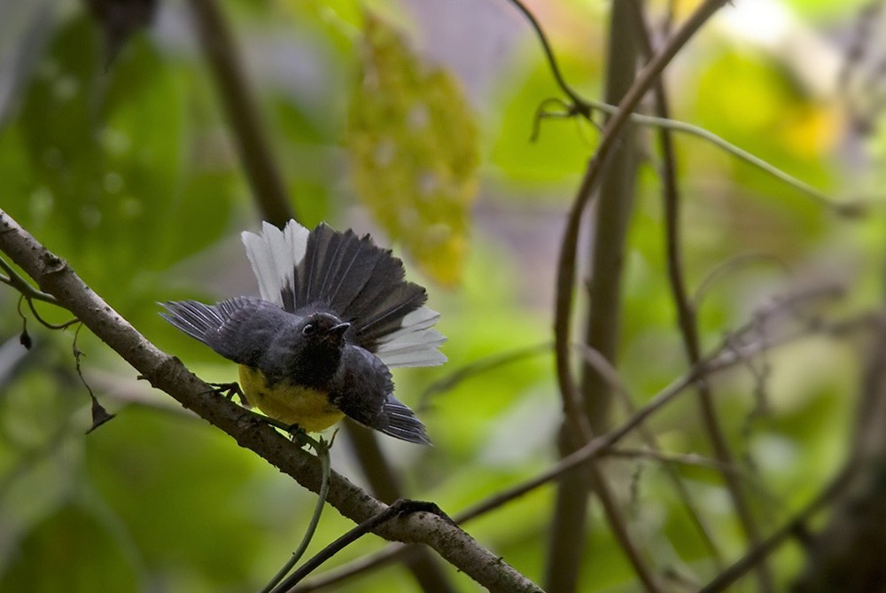 Slate-throated Redstart - ML205965081