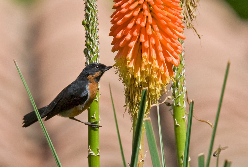 Black-throated Flowerpiercer - ML205965261