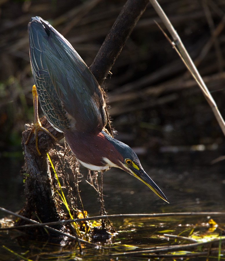 Green Heron - ML205965331