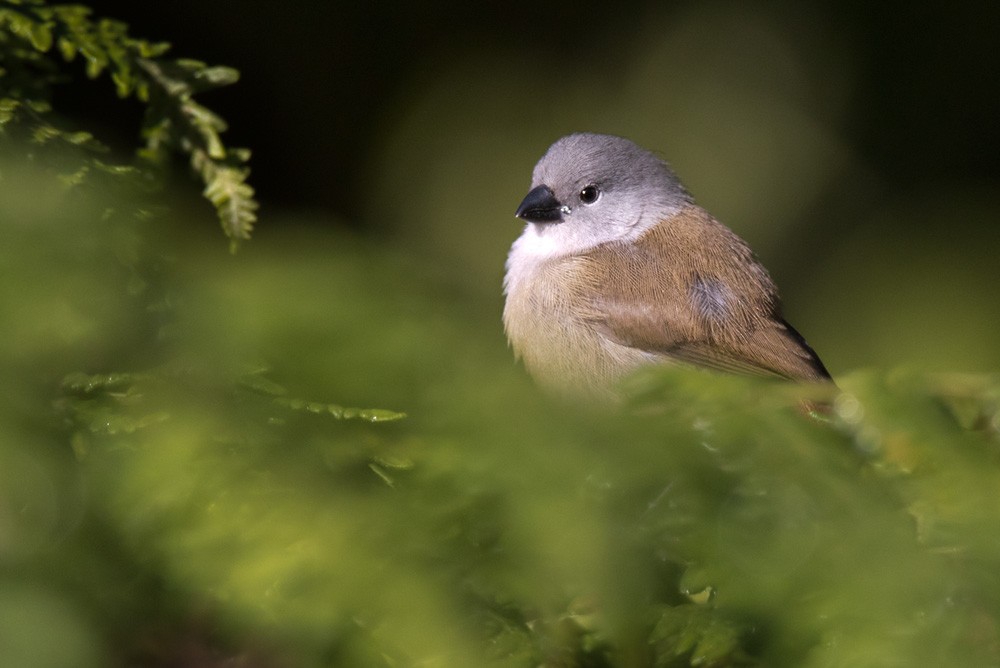 Yellow-bellied Waxbill - Lars Petersson | My World of Bird Photography