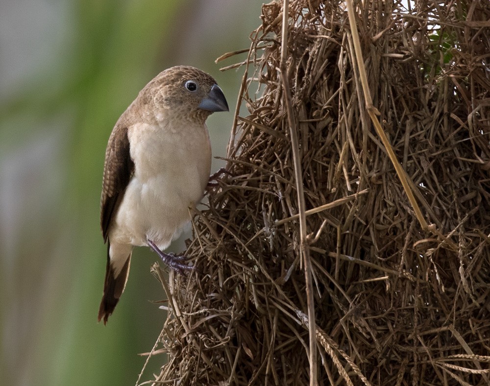 African Silverbill - ML205965431