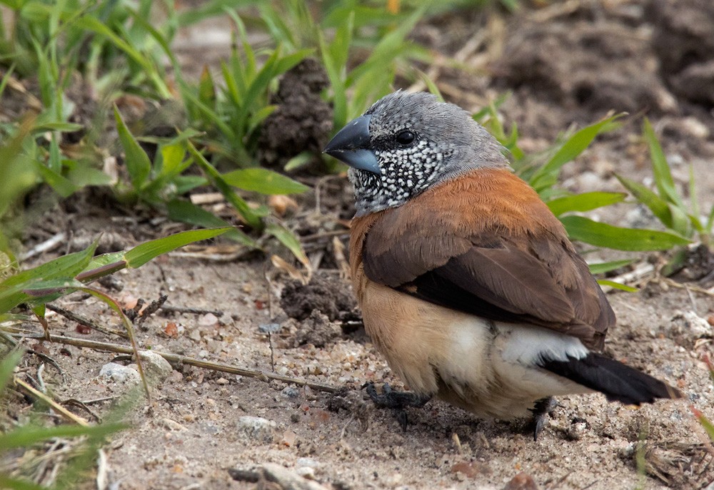 Gray-headed Silverbill - ML205965461
