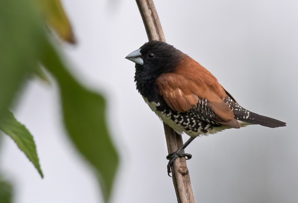 Capuchino Bicolor (nigriceps/woltersi) - ML205965481