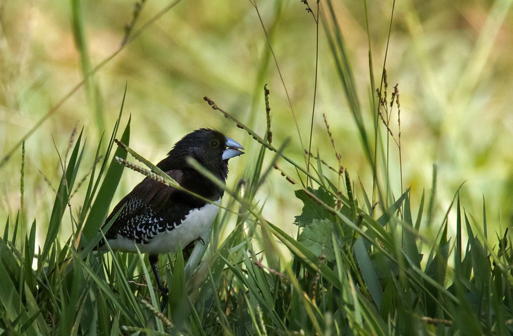 svartryggmannikin (bicolor/poensis) - ML205965491