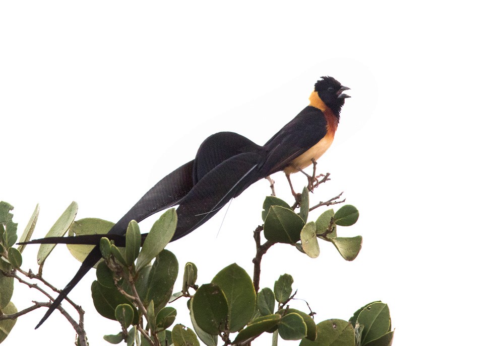 Eastern Paradise-Whydah - Lars Petersson | My World of Bird Photography