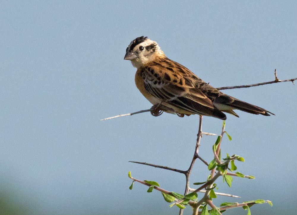 Eastern Paradise-Whydah - Lars Petersson | My World of Bird Photography