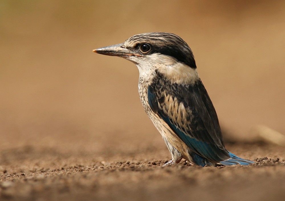 Striped Kingfisher - ML205965631