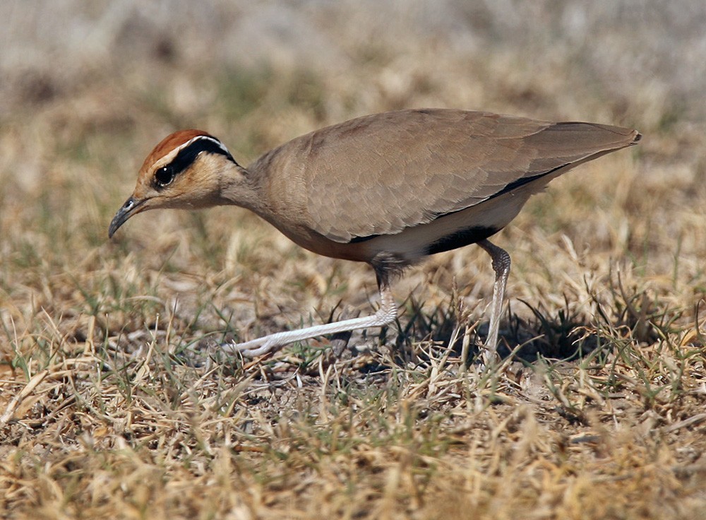 Temminck's Courser - ML205965681