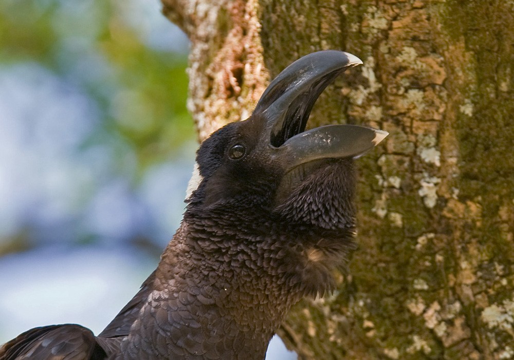 Thick-billed Raven - ML205965691