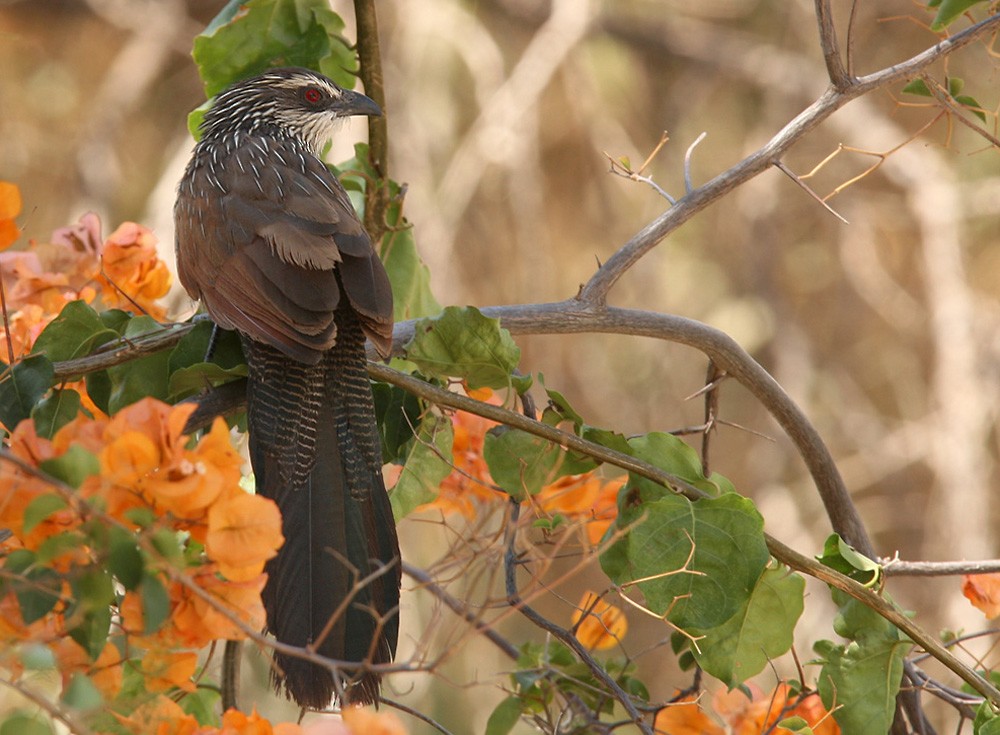 White-browed Coucal - ML205965801