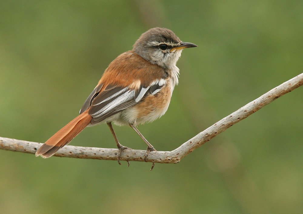 White-browed Scrub-Robin (White-winged) - Lars Petersson | My World of Bird Photography