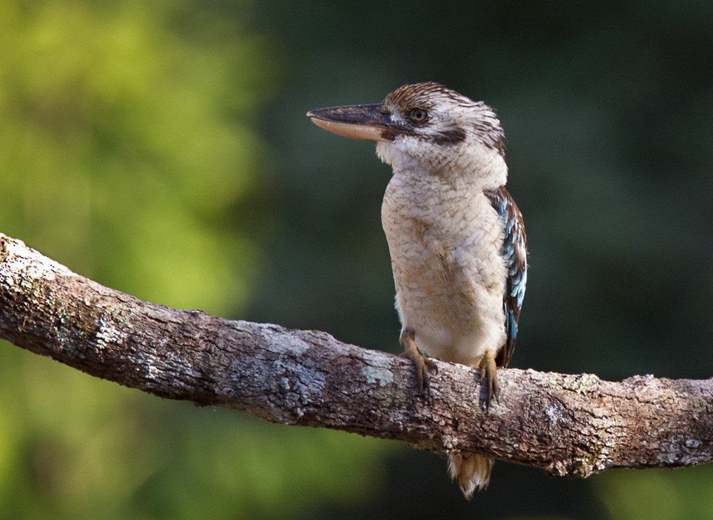 Blue-winged Kookaburra - ML205966011