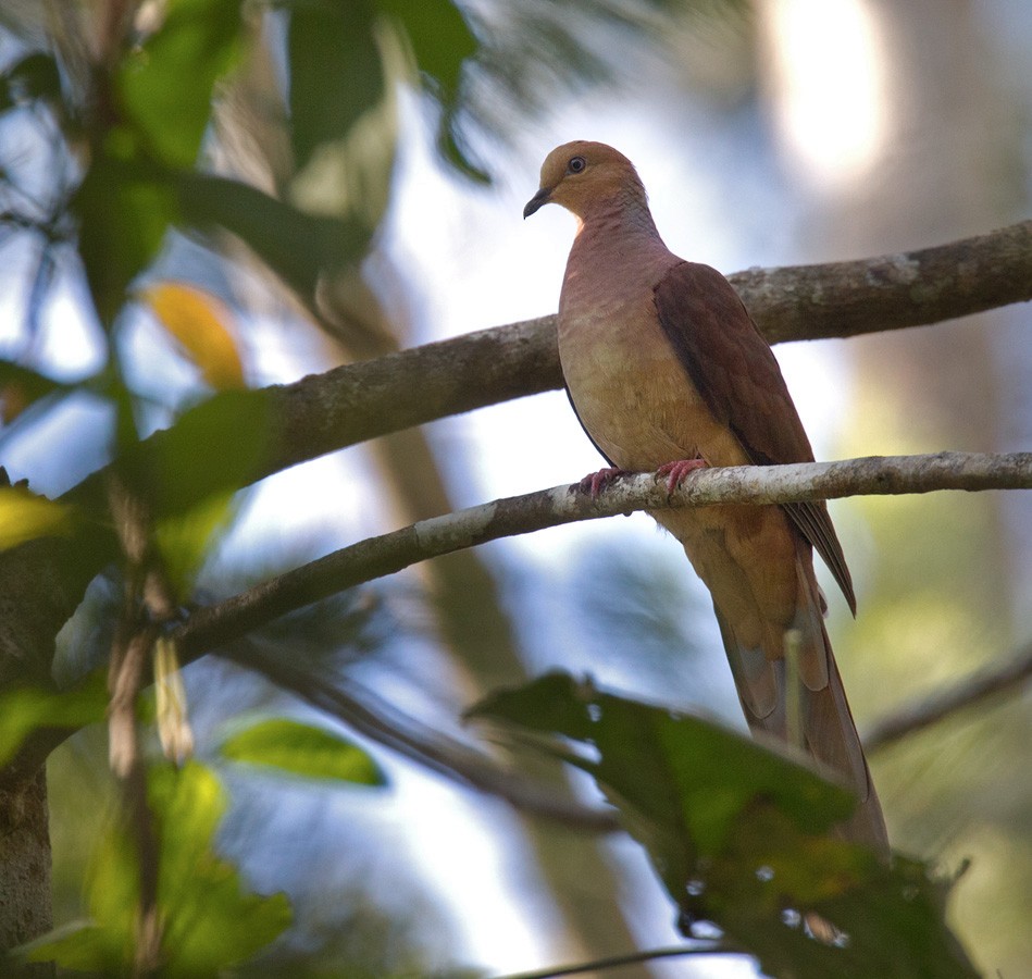 Amboyna Cuckoo-Dove - ML205966041