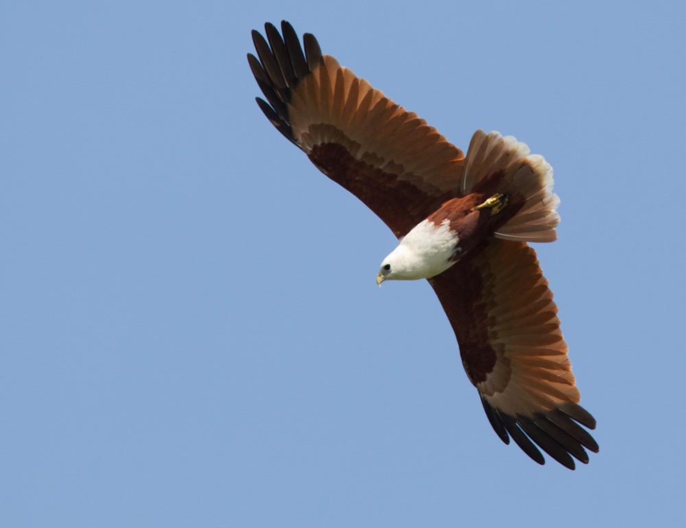 Brahminy Kite - ML205966071