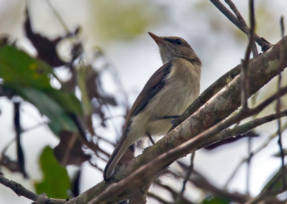 Variable Shrikethrush - ML205966091