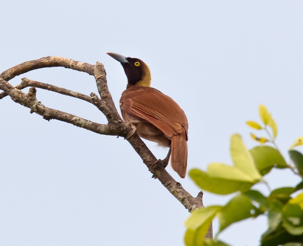 Raggiana Bird-of-Paradise - ML205966101