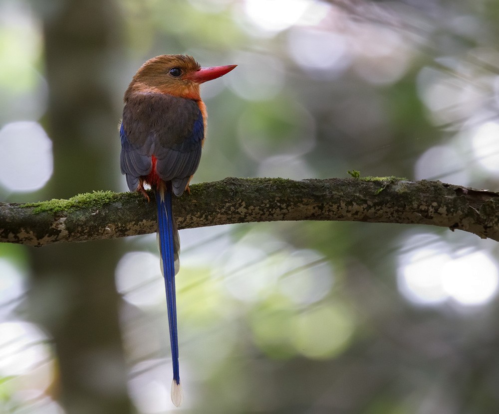 Brown-headed Paradise-Kingfisher - Lars Petersson | My World of Bird Photography