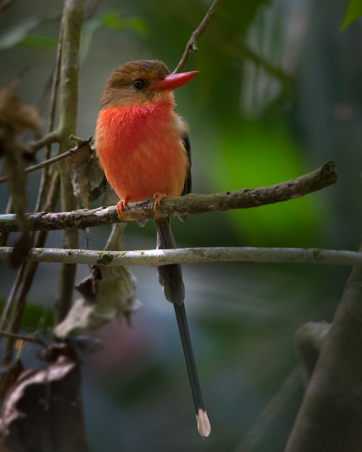 Brown-headed Paradise-Kingfisher - Lars Petersson | My World of Bird Photography