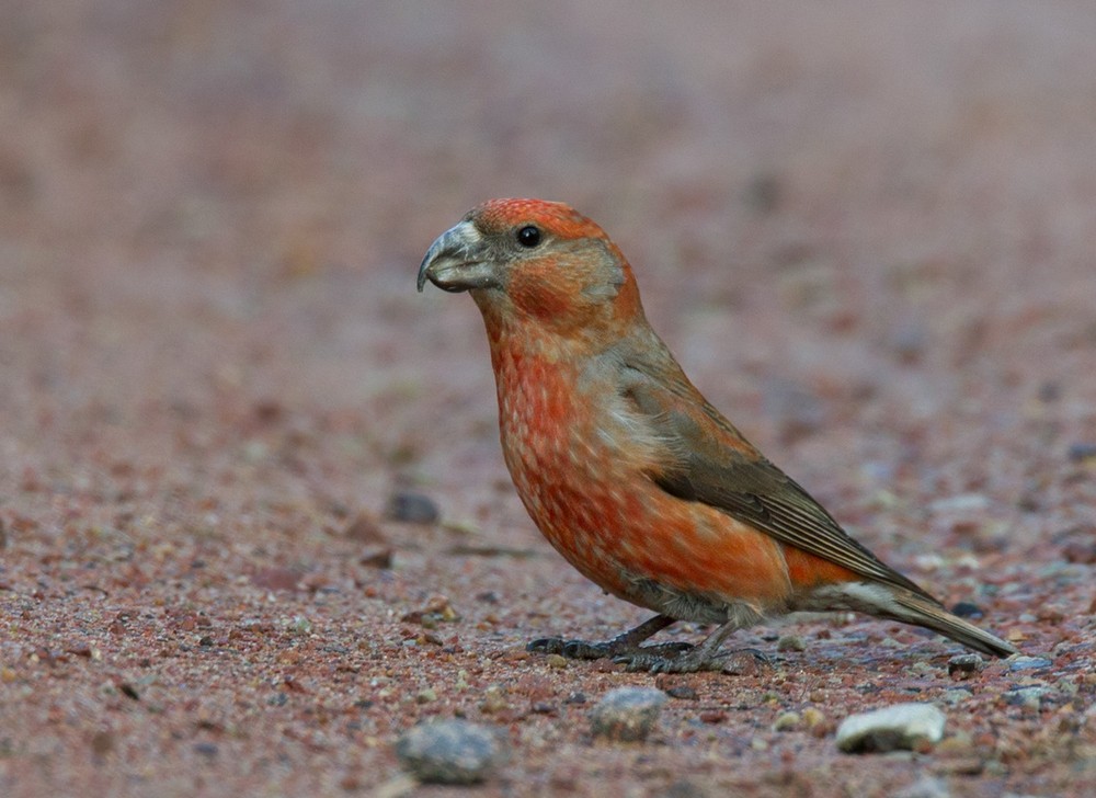 Parrot Crossbill - ML205966171